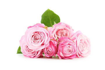 beautiful pink roses isolated on white