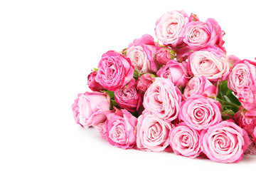 beautiful pink roses on white background