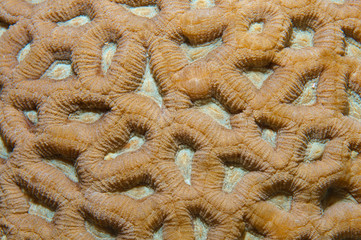 texture coral reef