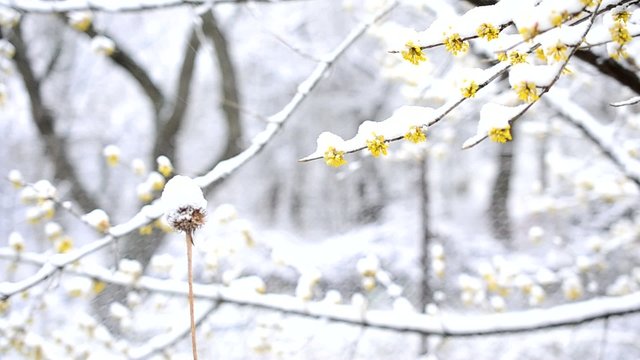 Snow falls on blossoming Cornelian cherry twig and dry flower
