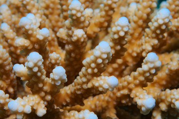 texture coral reef