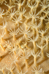 Obraz premium texture coral reef