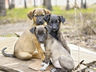 three pup