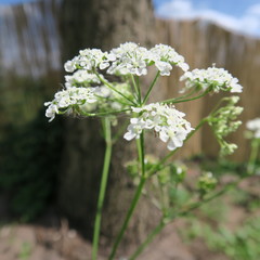 Aegopodium podagraria