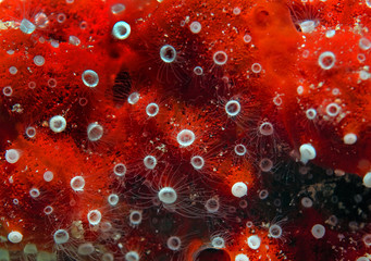 texture coral reef