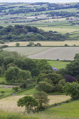 Naklejka premium rollings hills with crops in fields