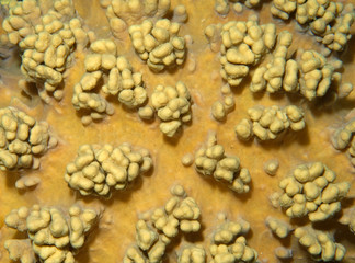 texture coral reef