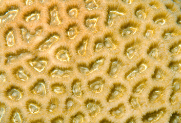 texture coral reef