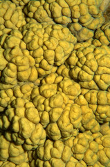 Fototapeta na wymiar texture coral reef