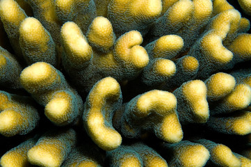 texture coral reef