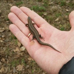 Lizard on the male hand