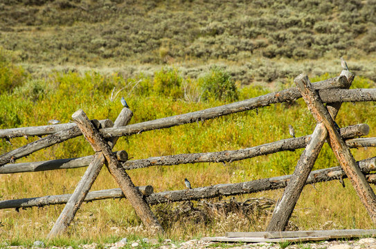 Buck and rail fence in rural area