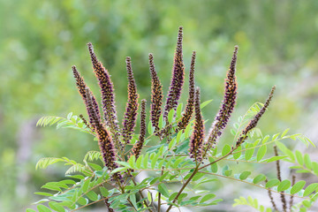 False indigobush (Amorpha fruticosa)