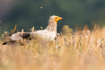 Egyptian vulture Neophron Percnopterus