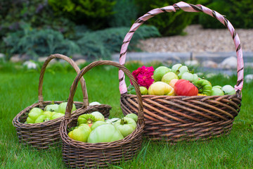 Large straw baskets full of harvested tomatoes on green grass