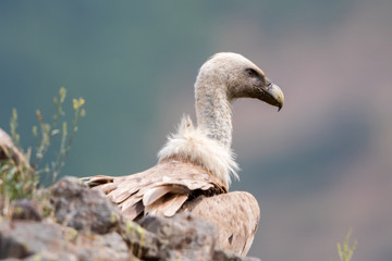 Eurasian Griffon  Gyps fulvus
