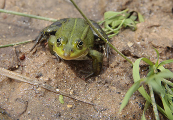 frog sitting on the sand