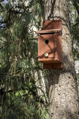 Home for a birn on a tree