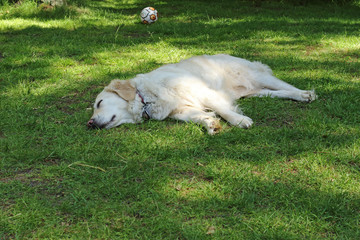 Hund, entspannt im Gras