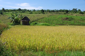 Fototapeta na wymiar Rizière au Laos
