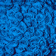 Fototapeta premium beautiful blue roses