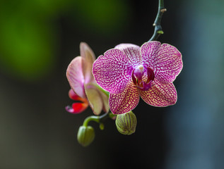 Orchid in the rainforest