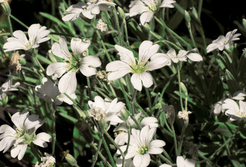 Белые цветы