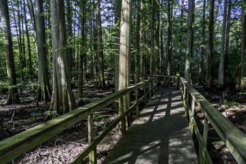 Obraz premium Wooden path leads throug a forest in Alabama