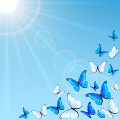 Blue butterflies on sky background
