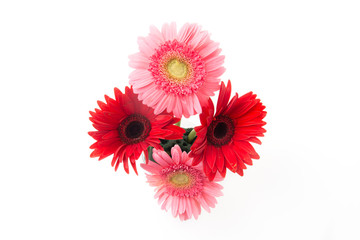 pink and red gerbera