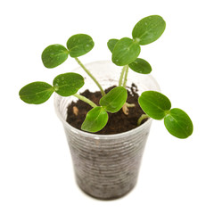 Young seedlings of cucumber in a plastic cup