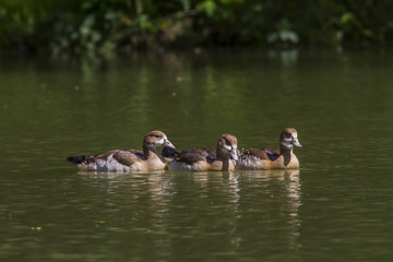 Nilgans (Alopochen aegyptiaca)