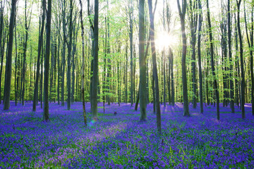 Obraz na płótnie Canvas Beautiful spring forest with carpet of bluebells or wild hyacinths on a sunny day, Belgium, Halle