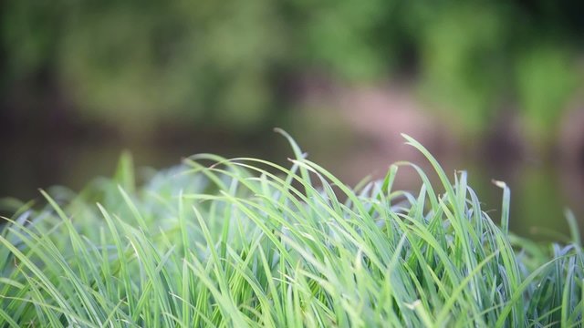 Wehendes Gras im Wind