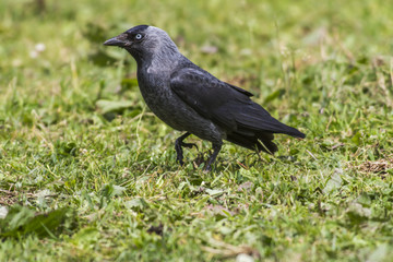 Dohle (Corvus monedula)