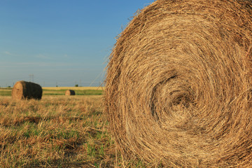 Hay bale in the countryside