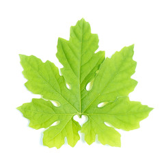 Bitter's leave isolate on white background