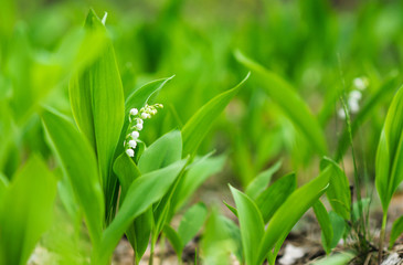 Blossoming lilies-of-the-valley in forest