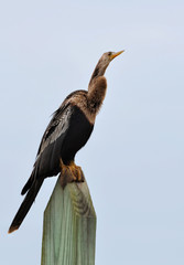 Anhinga, also known as snakebird or darter, perched on a post