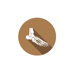 foot bones