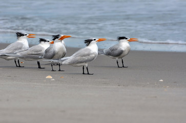 Obraz premium Royal terns with winter plumage on a beach