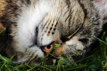 Eine v&ouml;llig entspannte, schlafende Katze