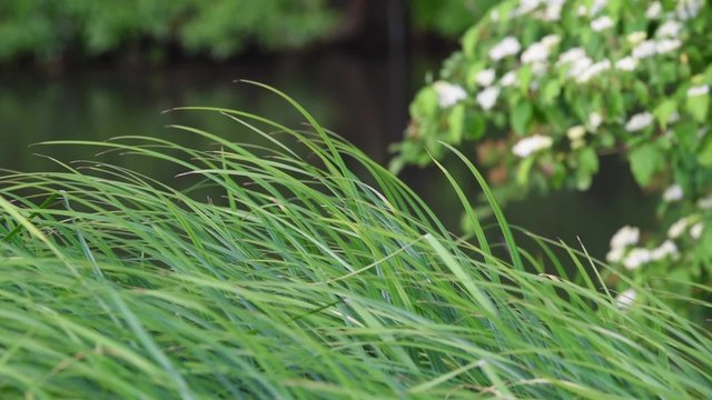 Seegras im Wind