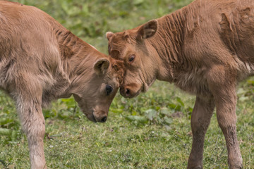 Fototapeta premium Heckrind