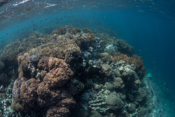 Naklejka na ściany i meble Edge of Pacific Coral Reef