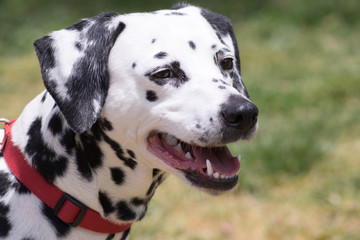 Dalmatian dog portrait.