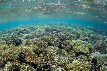 Naklejka na ściany i meble Coral Reef in Shallow Water
