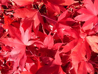 Autumn Japanese Maple Leaves