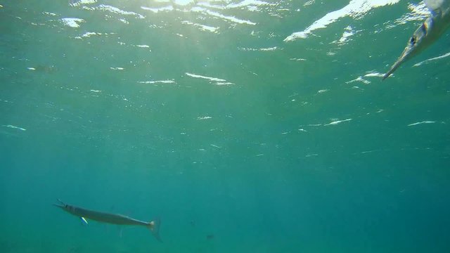Sabre-toothed blenny cleaning Garfish, Red sea,  

