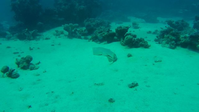 &nbsp;thornback guitarfish&nbsp;(Platyrhinoidis triseriata) Red sea 
